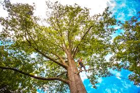 Best Tree Health Inspection  in Floris, VA