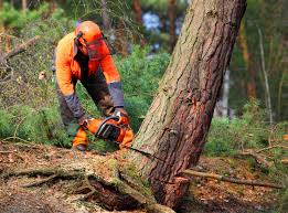 Best Stump Grinding and Removal  in Floris, VA