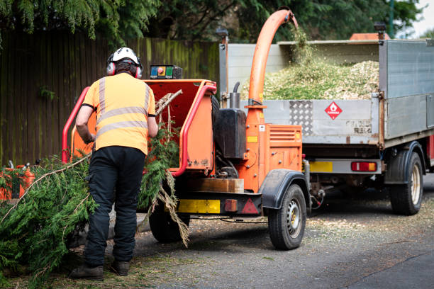 Best Tree Risk Assessment  in Floris, VA