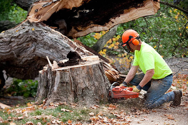 Best Storm Damage Tree Cleanup  in Floris, VA