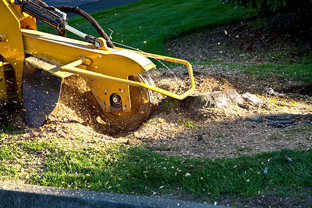 Best Leaf Removal  in Floris, VA