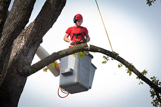 Best Emergency Tree Removal  in Floris, VA