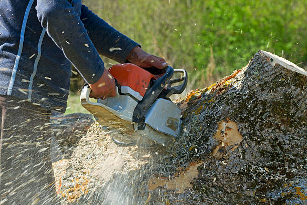 Lawn Drainage Solutions in Floris, VA