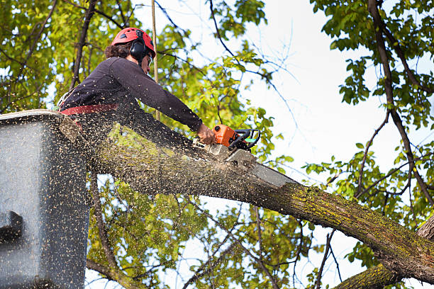 Best Lawn Maintenance Plans  in Floris, VA