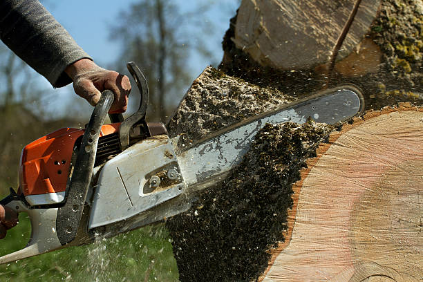 Best Aeration Services  in Floris, VA